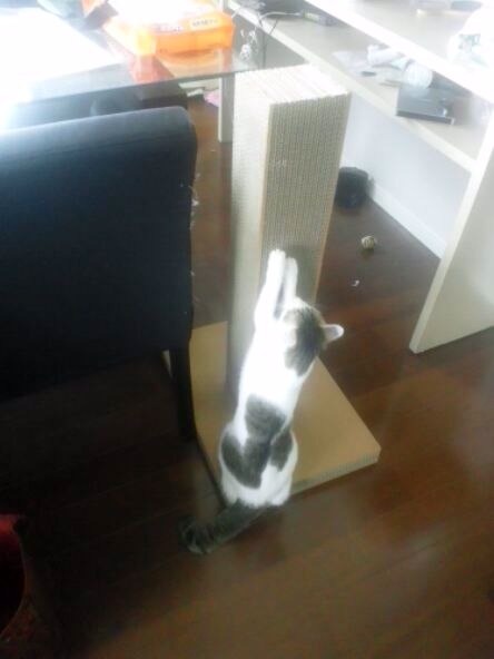 安心の日本製・ペット用品ダンボール製 猫 猫爪とぎ ガリットタワー 猫爪とぎ口コミ レビュー画像3