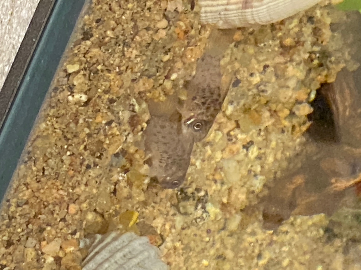 楽天市場 熱帯魚 コリドラス ロレトエンシス ワイルド 1匹 北海道航空便要保温 Charm 楽天市場店 みんなのレビュー 口コミ