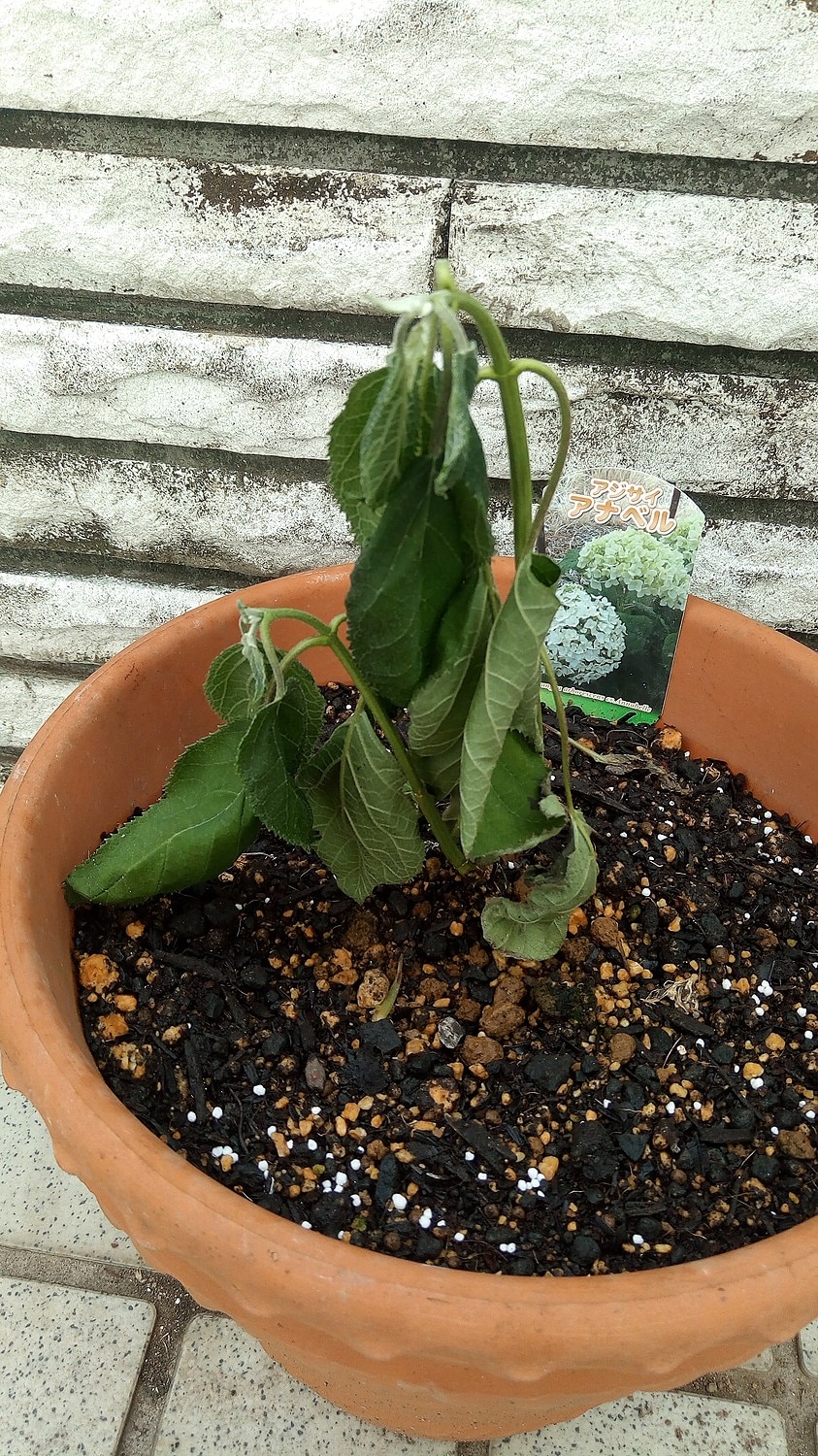 楽天市場 アジサイ アナベル おぎはら植物園 みんなのレビュー 口コミ