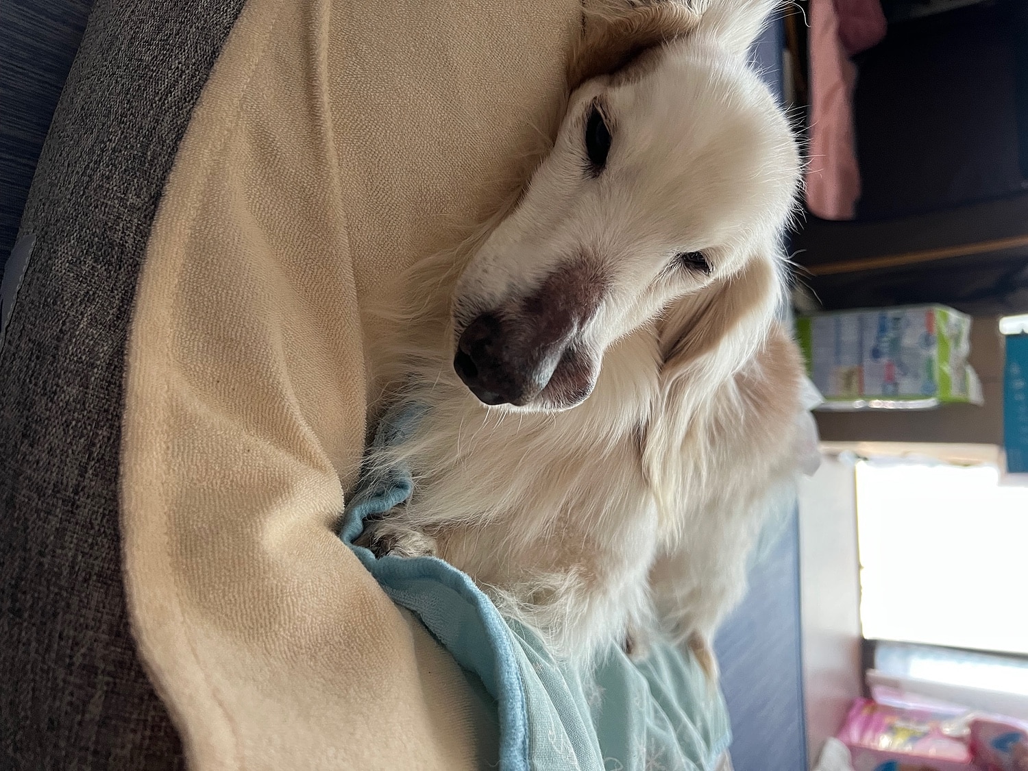 犬介護ベッド ねどっこ 老犬介護 レビュー画像14