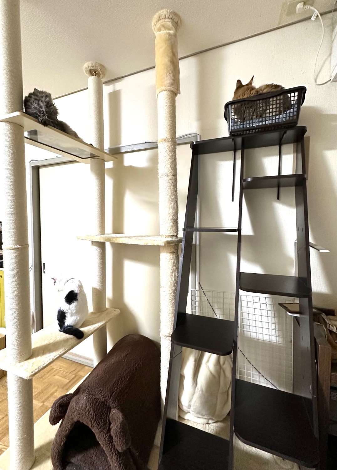 キャットツリー 猫タワー 突っ張りキャットタワー レビュー画像1
