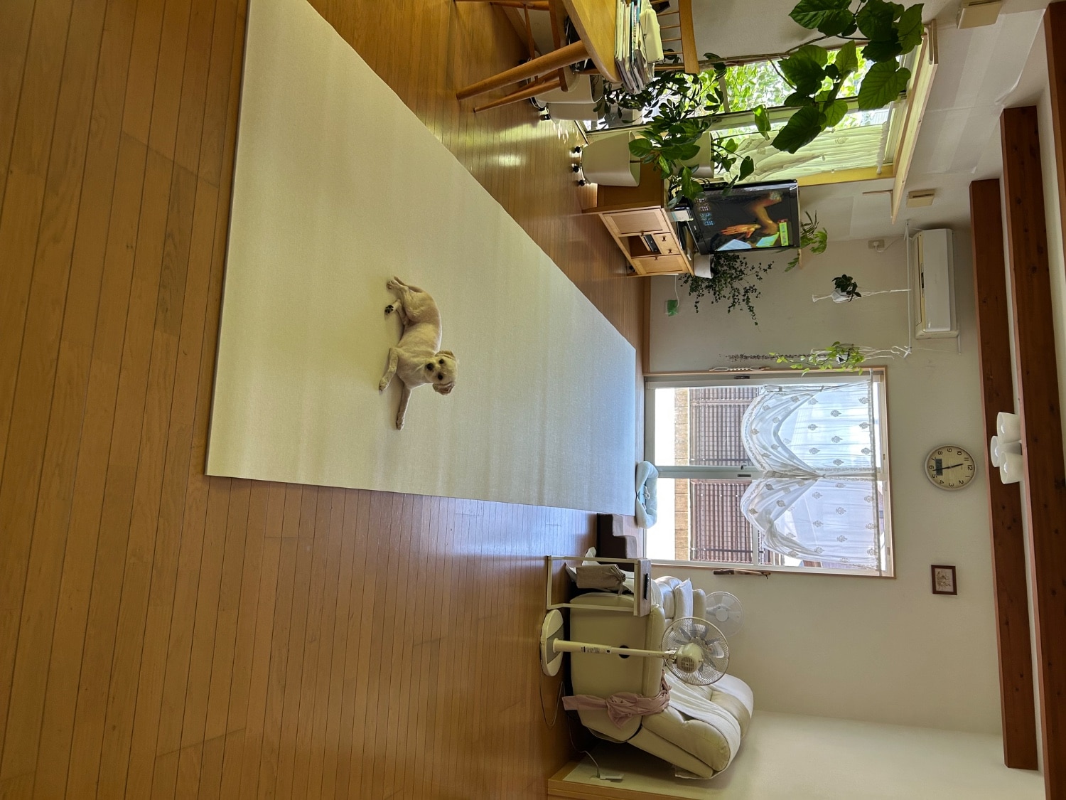 popomiペットマット ペットロールマット口コミ 犬滑り止めマット レビュー画像14