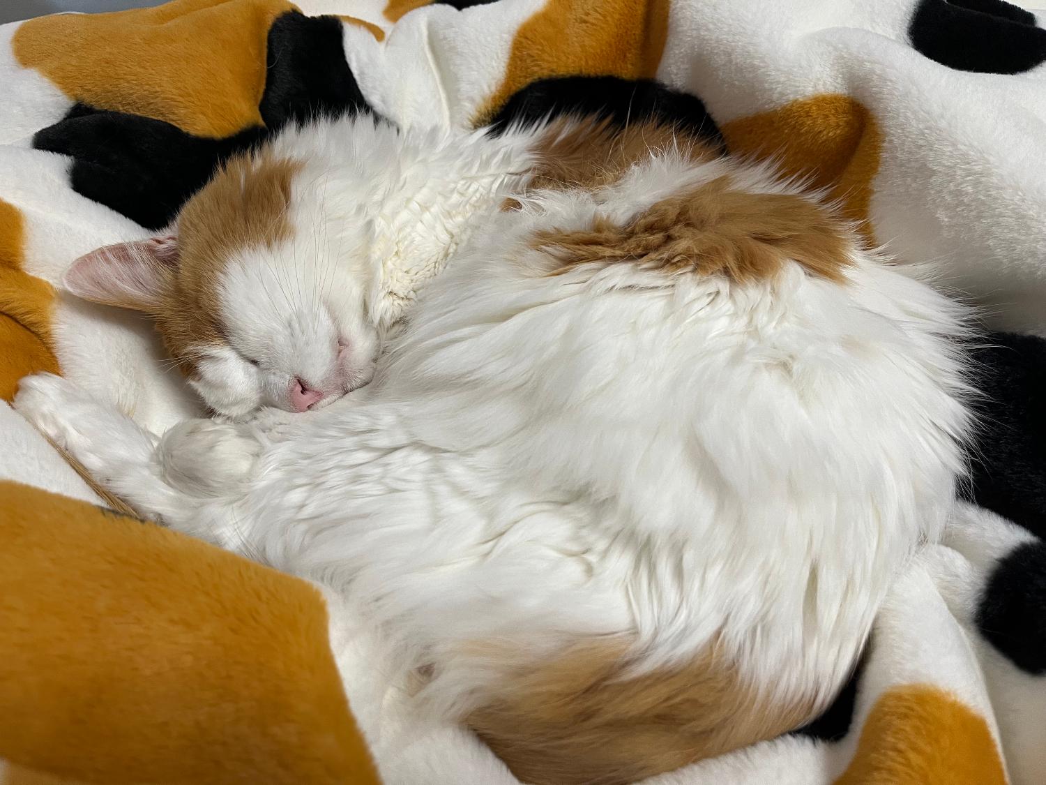 ≪TVで紹介≫ 猫フィール 猫Feel毛布 猫毛布口コミ レビュー画像11