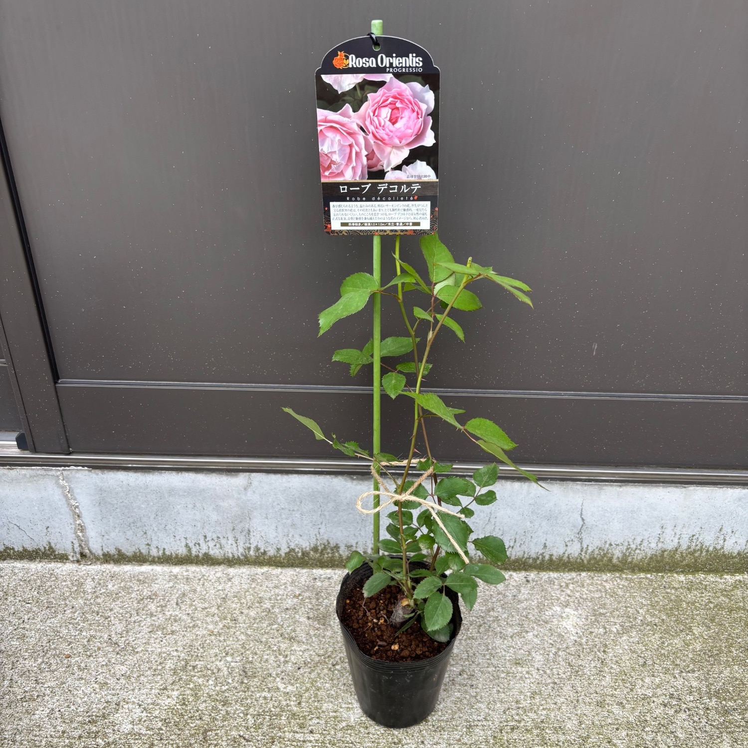 バラ苗 ローブデコルテ バラ苗【中苗】ローブデコルテ 国産苗 6号鉢植え品［農林水産省