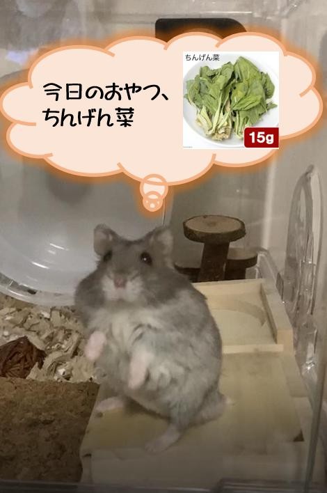 楽天市場】国産 ちんげん菜 15g 小動物のおやつ うさぎ ハムスター 無添加 無着色 関東当日便(charm 楽天市場店) |  みんなのレビュー・口コミ