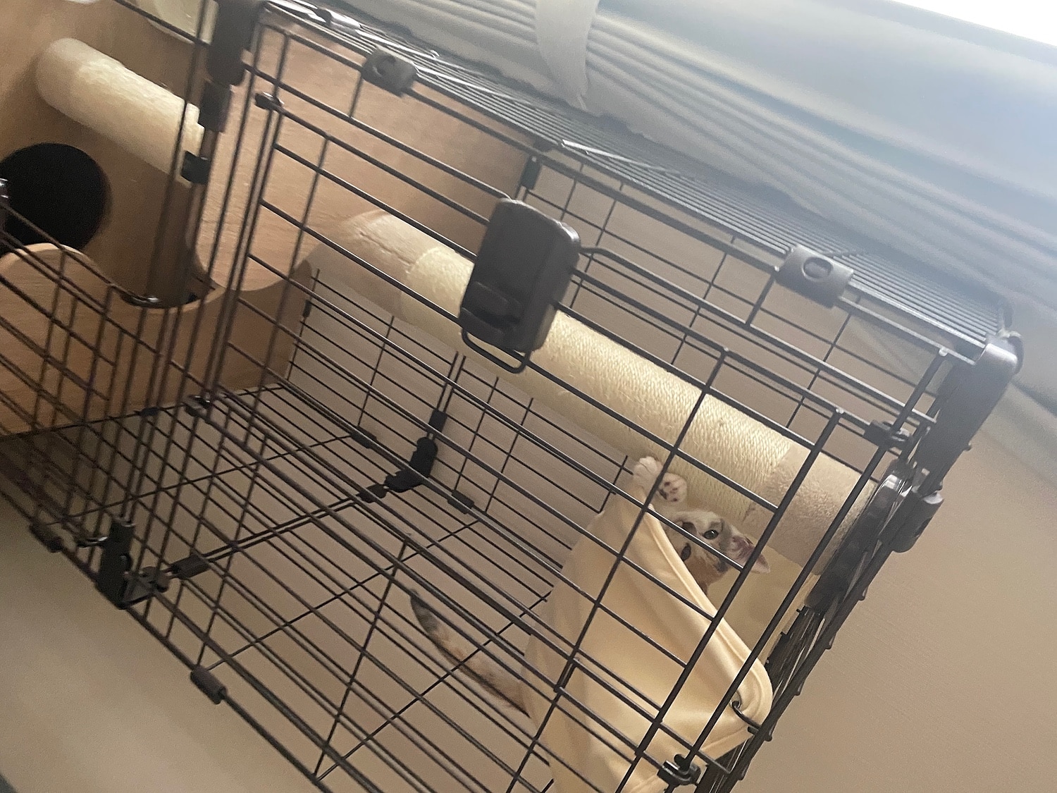 アイリスオーヤマ 猫 ケージ 2段 3段 ハンモック トイレ収納 コンパクト ワイド ゲージ スリム キャットケージ 隠 アイリスオーヤマ キャットケージ 猫ケージ口コミ レビュー画像18