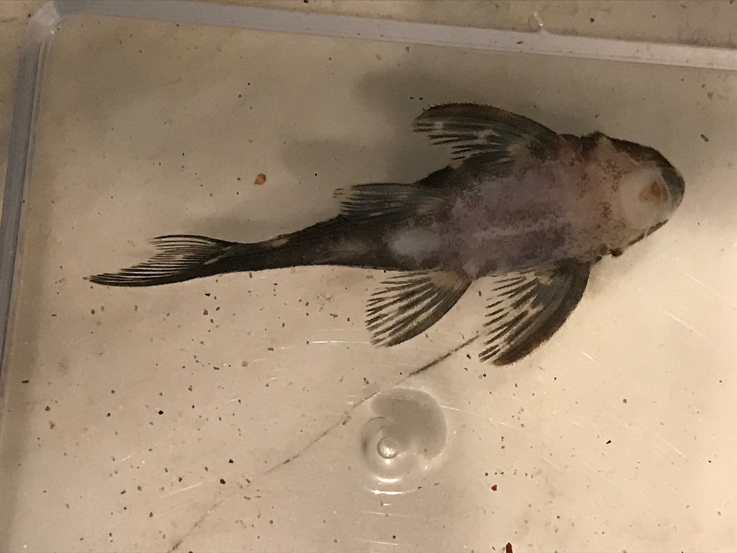 楽天市場 熱帯魚 イエロースポットスター クラウンプレコ ブリード 1匹 北海道航空便要保温 Charm 楽天市場店 みんなのレビュー 口コミ 楽天市場 熱帯魚 イエロースポットスター クラウンプレコ ブリード 1匹 北海道航空便要保温 Charm 楽天市場店 みんなのレビュー 口コミ