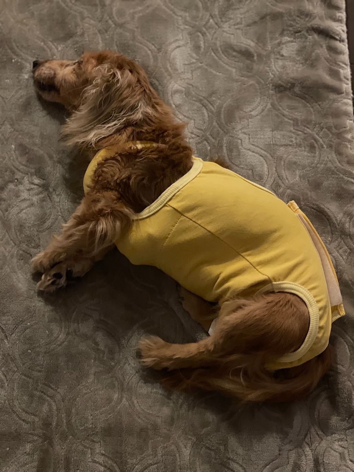 楽天市場 ズレない 脱げない 漏れない ベア天介護服マナーガード R 男女兼用 ダックス 小型犬用 ネコポス値2 日本製 国産 純正品 介護 マナーパンツ サニタリーパンツ おむつカバー マーキング防止 生理対策 お漏らし 犬服 Full Of Vigor みんなの