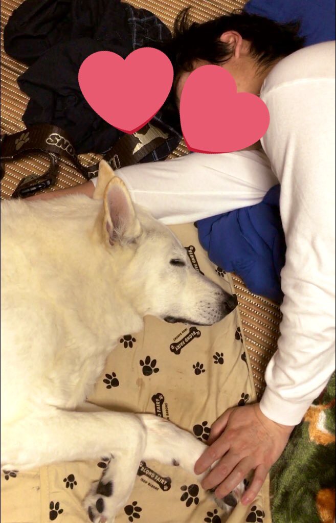 楽天市場】【大型犬用介護用品・洗えるマット】3WAY 抱っこ 楽天市場】【大型犬用介護用品・洗えるマット】3WAY 抱っこ