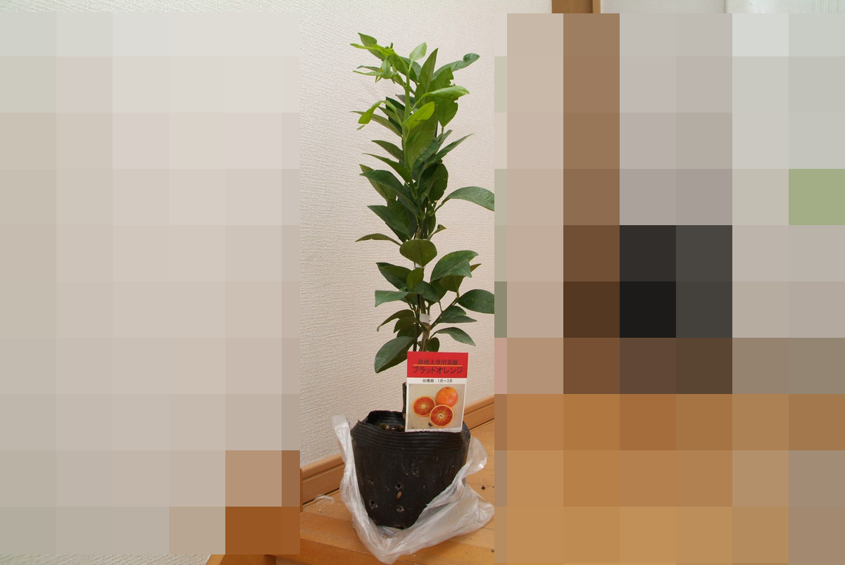 楽天市場】ブラッドオレンジ 苗木【ベランダで育成】2年生苗 鉢植え 接ぎ木苗［中］15cmポット 柑橘 果樹 家庭菜園 果物 フルーツ イタリアン  おしゃれ(かみはる園芸) | みんなのレビュー・口コミ