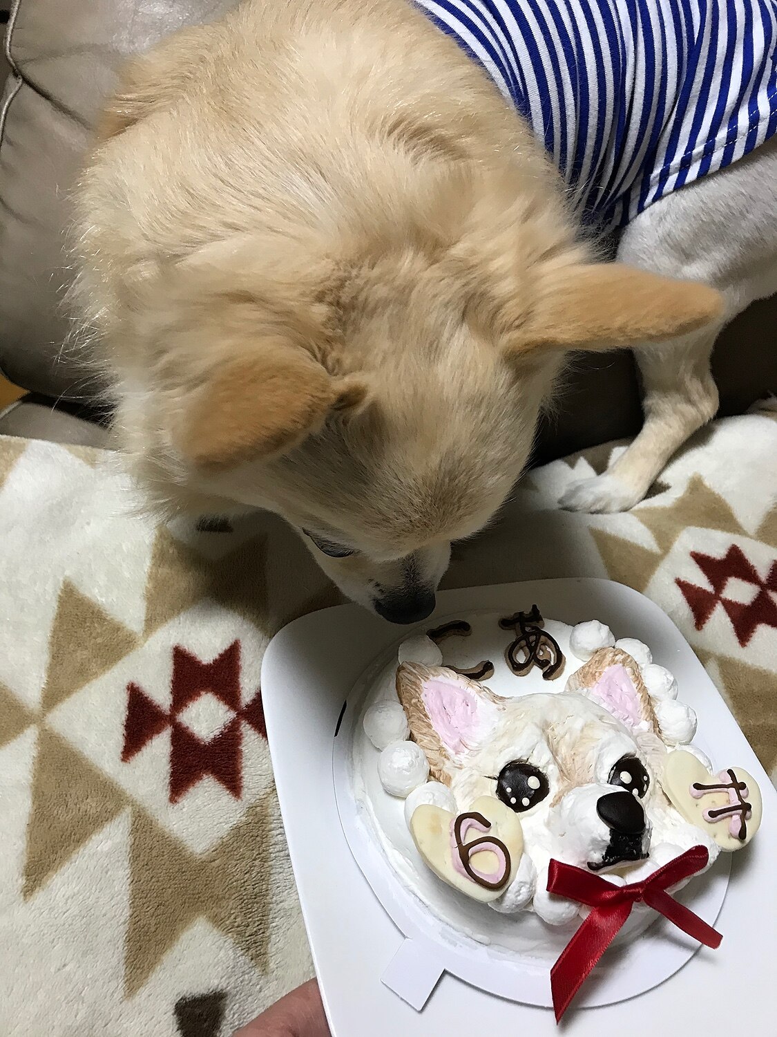 【楽天市場】犬用の 似顔絵ドッグケーキ を立体に！ 1頭描き 野菜と大山鳥 生地 4号 誕生日に無添加で安心人気 バースデー 名前入れ おやつ