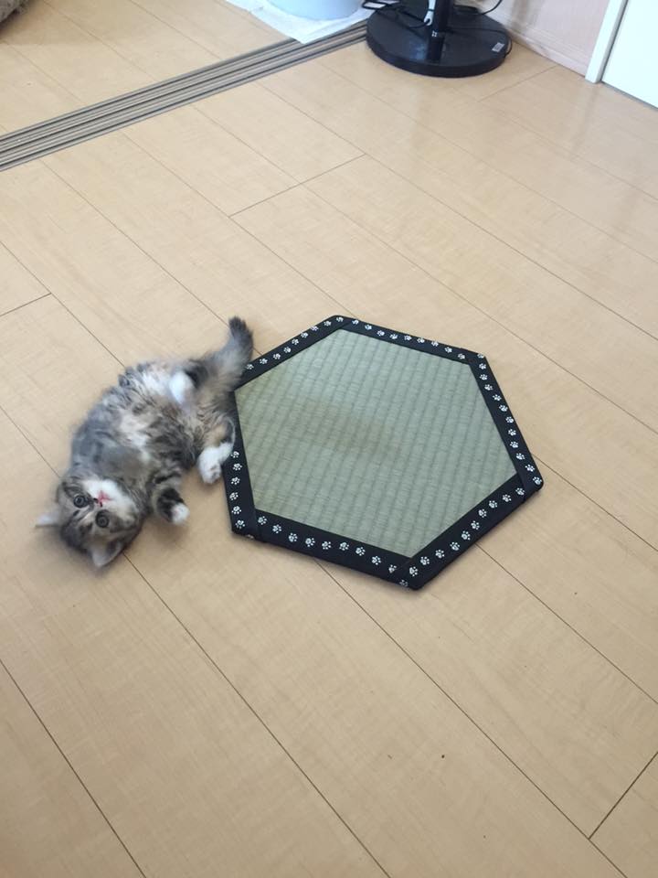 楽天市場】「猫ホイホイ畳（R)」[純国産いぐさ]猫転送装置「猫ほいほい 