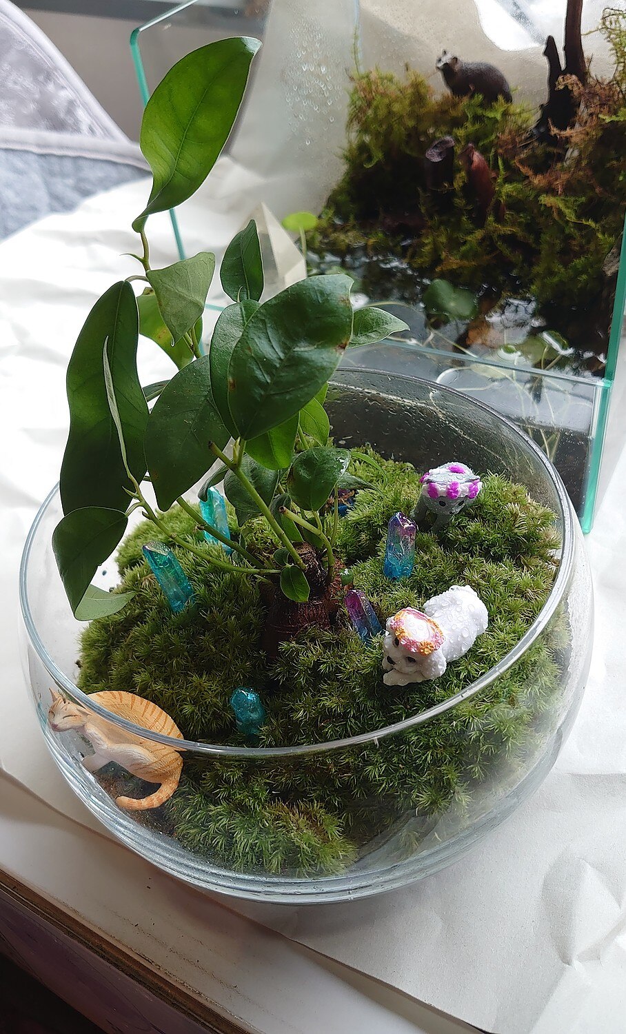 楽天市場 送料無料 観葉植物 おしゃれ ミニ テラリウム キット コケリウム 苔 コケ 苔テラリウム 苔リウム アクアリウム アクアテラリウム 園芸 ハイドロカルチャー ガーデニング グリーン インテリア 緑 苔盆栽 癒し Moss 初心者 パック セット コケリウムキット