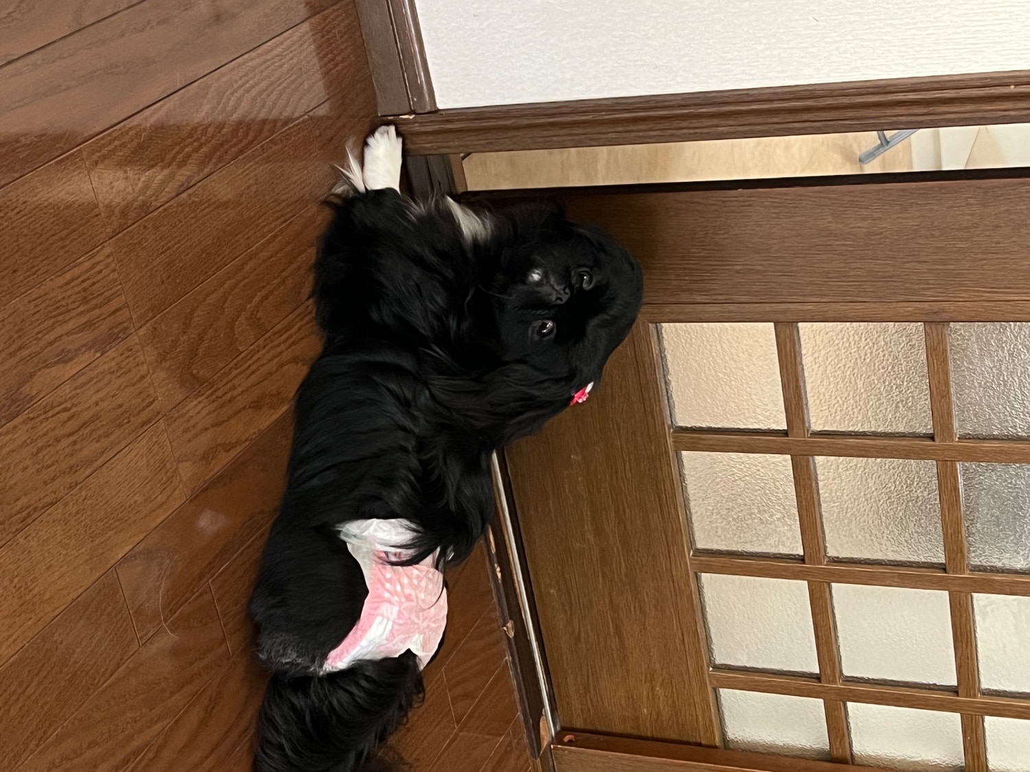 楽天市場】マナーウェア女の子用 SS トラッドテイスト 犬用 おむつ