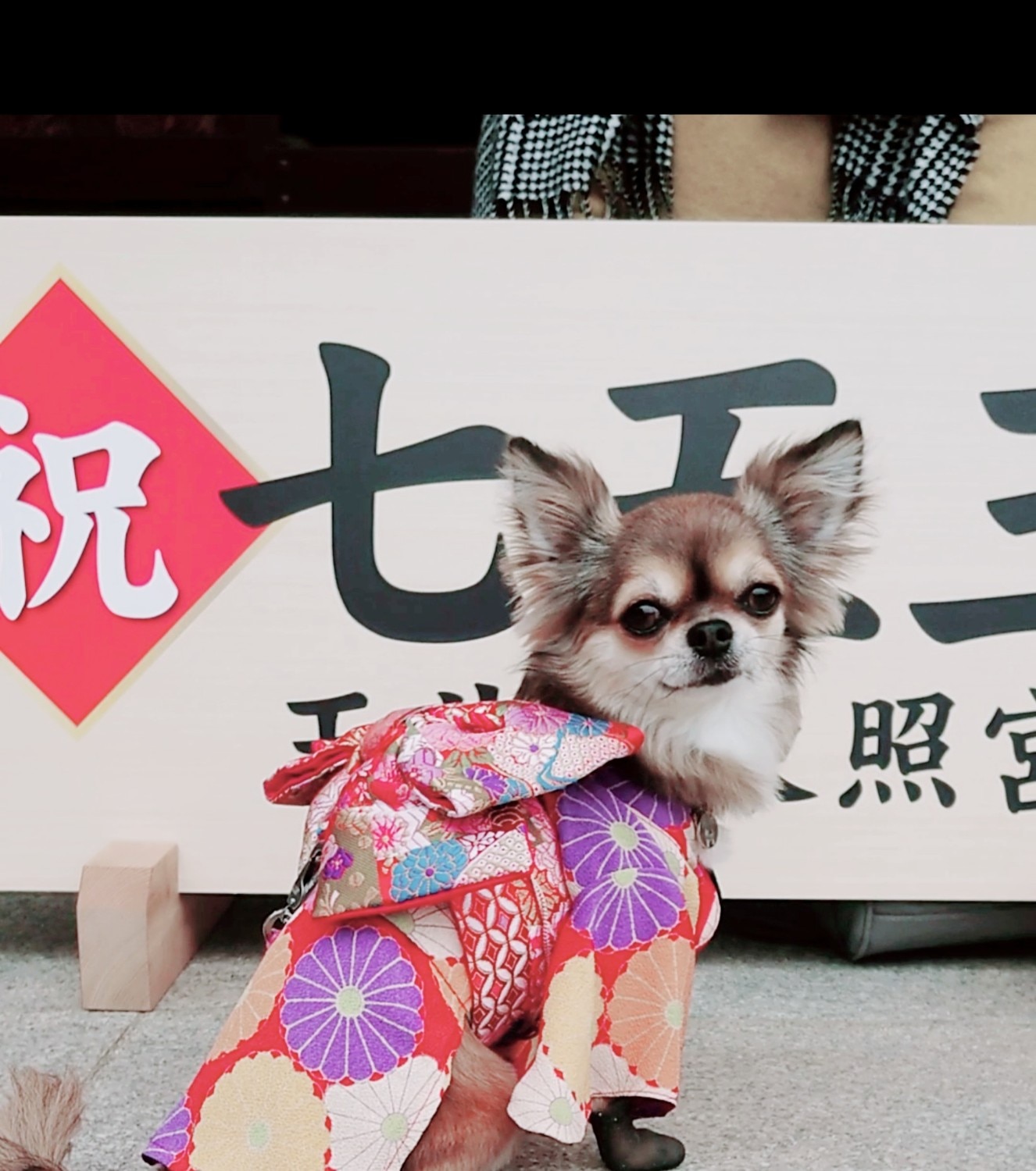 楽天市場】【30％OFF フォーマルフェア/犬 服 犬着物 お正月 初詣 年賀