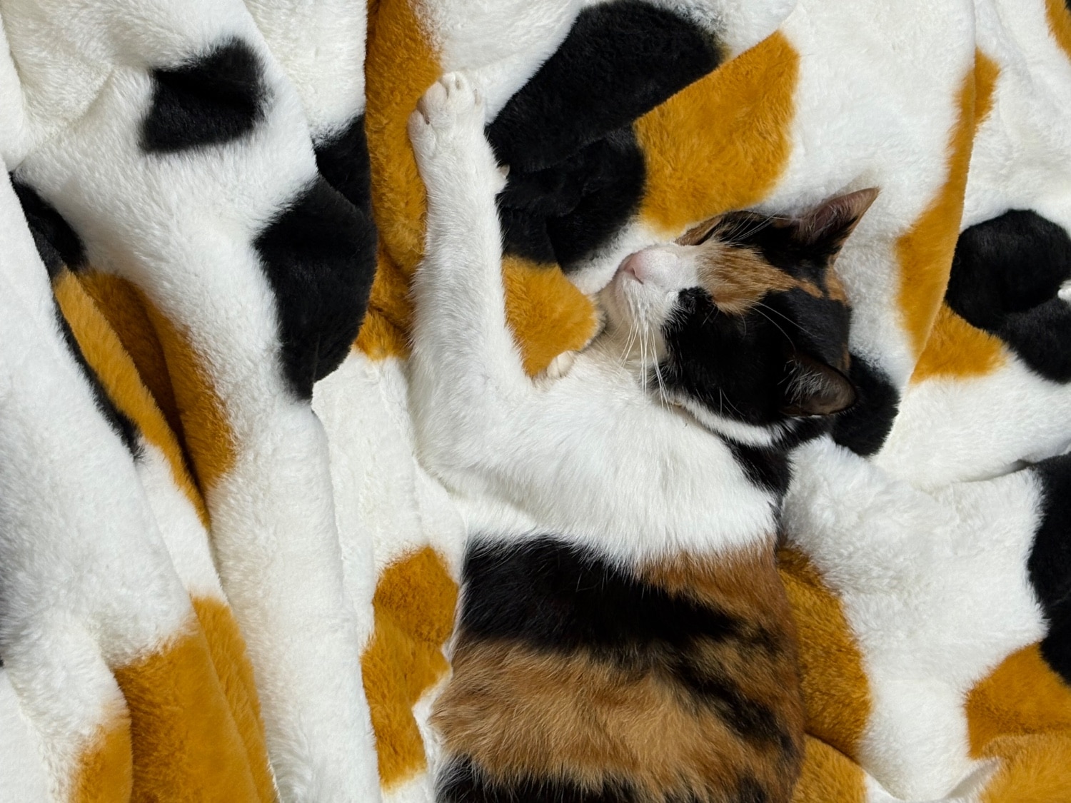 ≪TVで紹介≫ 猫フィール 猫Feel毛布 猫毛布口コミ レビュー画像5