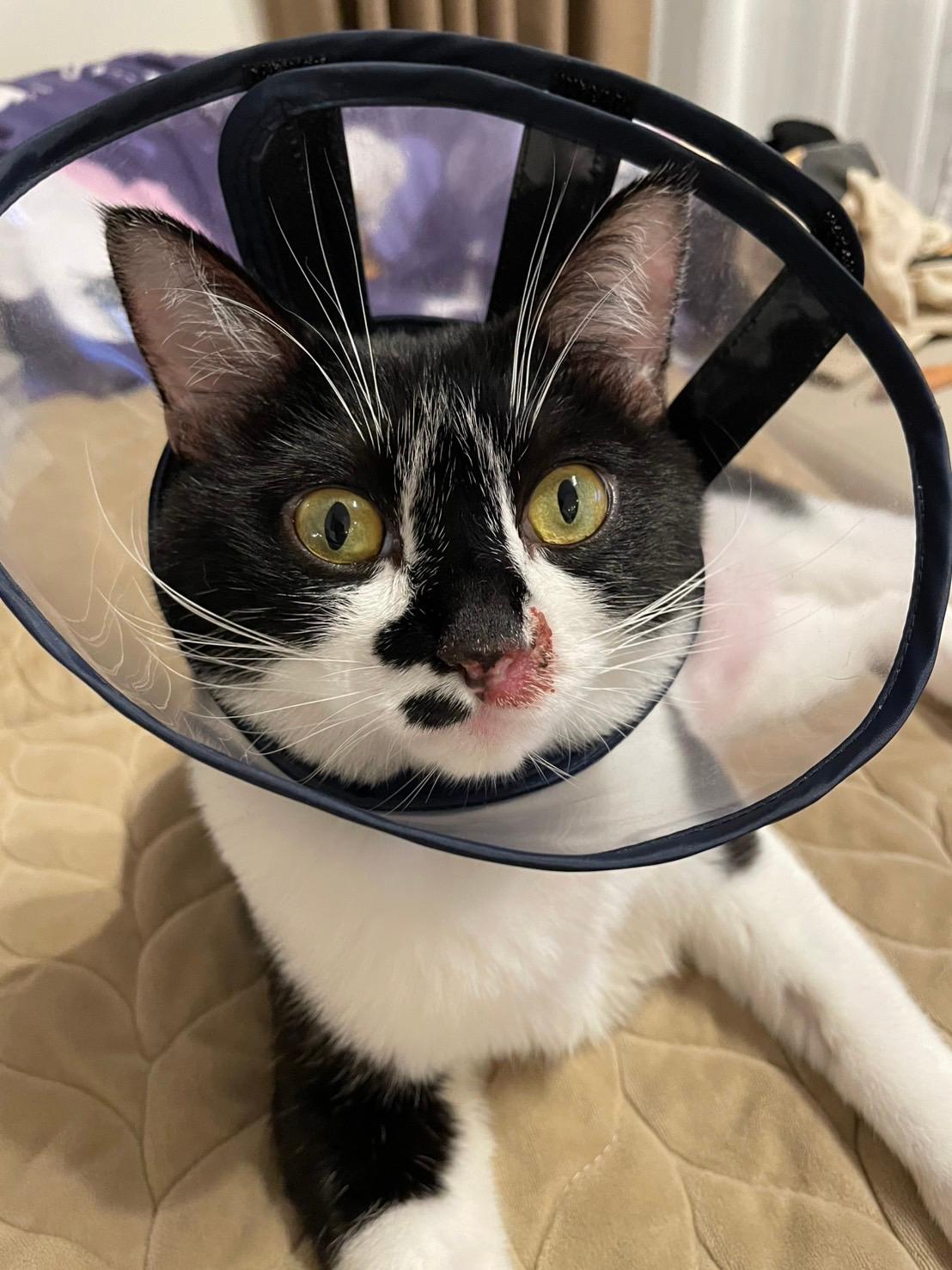 楽天市場】【スーパーSALE限定クーポン配布中】エリザベスカラー 猫