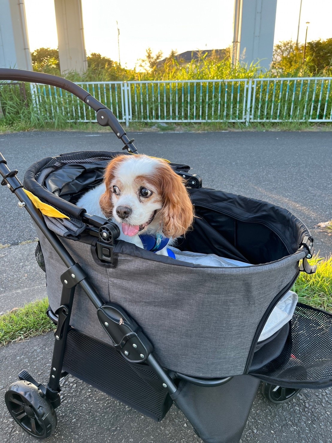 ◆SALE◆ ペットカート 分離式 大型犬 多頭 耐荷重25KG 中型犬 犬カート 分離両用 折りたたみ 多頭 中型犬  ペットカート 分離式ペットカート 中型犬カート レビュー画像6