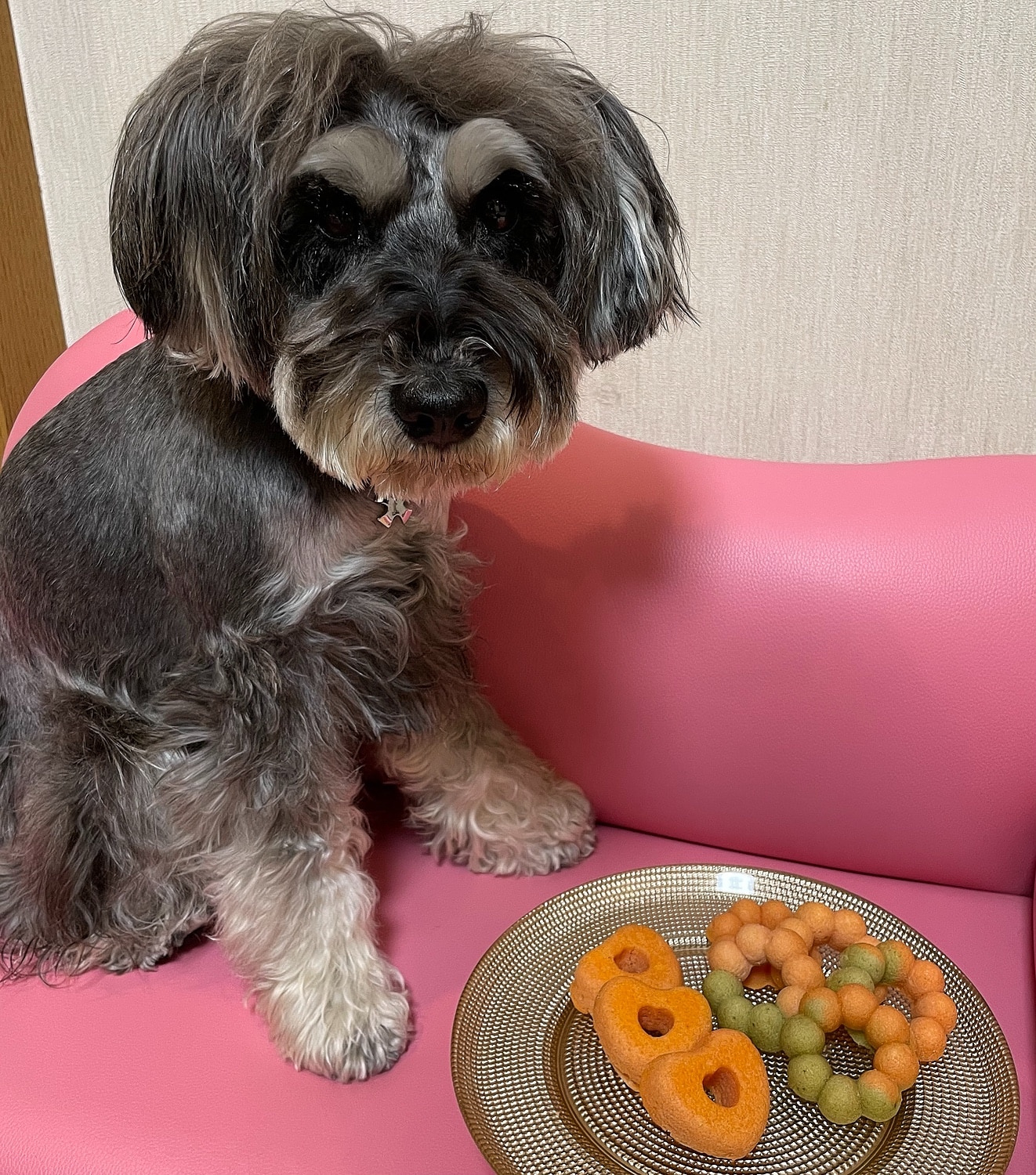 楽天市場 犬用 米粉 ナチュラルパンケーキミックス 150g バースデーケーキ クリスマスケーキ ハロウィン 手作りケーキ 手作りおやつ 手作りごはん 時短 イリオスマイル 犬用自然派おやつ専門店iliosmile みんなのレビュー 口コミ 楽天市場 犬用 米粉 ナチュラルパンケーキミックス 150g バースデーケーキ クリスマスケーキ ハロウィン 手作りケーキ 手作りおやつ 手作りごはん 時短 イリオスマイル 犬用自然派おやつ専門店iliosmile みんなのレビュー 口コミ