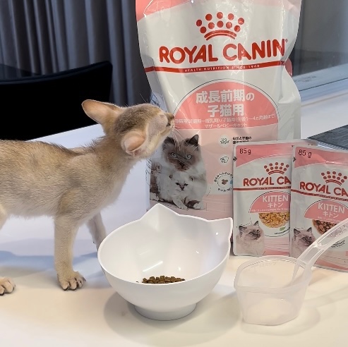 楽天市場】ロイヤルカナン マザー＆ベビーキャット 2kg 正規品 猫用