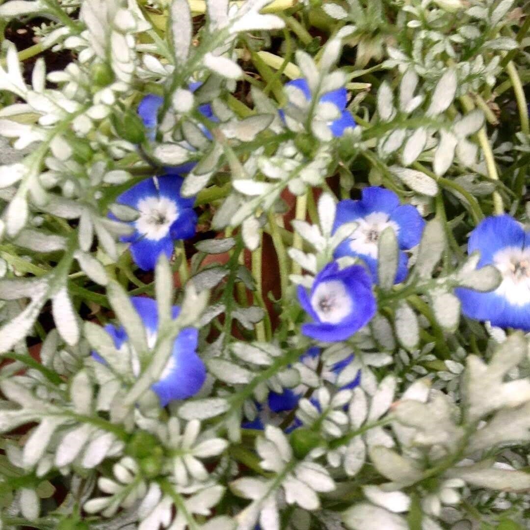 楽天市場 ネモフィラ プラチナスカイ ３寸ポット苗 希少 リース 寄せ植え 庭植え カラーリーフ 花苗 青空花屋 Manimani 未購入を含む みんなのレビュー 口コミ