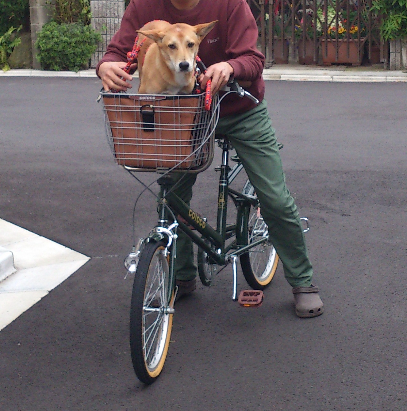 楽天市場 ペット乗せ自転車 Potta ポッタ 専用配送便 送料別途かかります Yukulu みんなのレビュー 口コミ