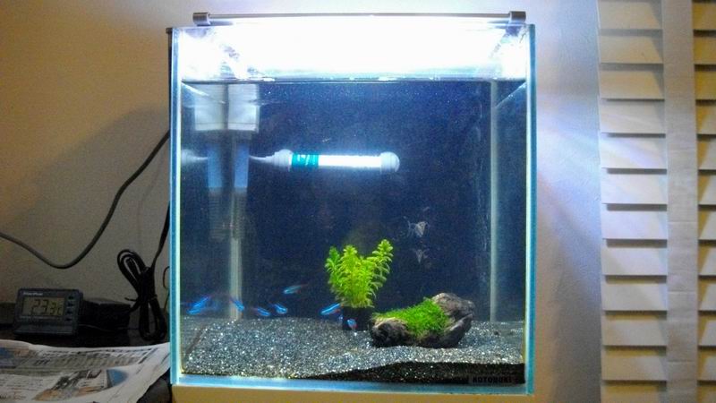 楽天市場 コトブキ工芸 Kotobuki フラットled 300 30cm水槽用照明 ライト 熱帯魚 水草 アクアリウムライト 関東当日便 Charm 楽天市場店 みんなのレビュー 口コミ