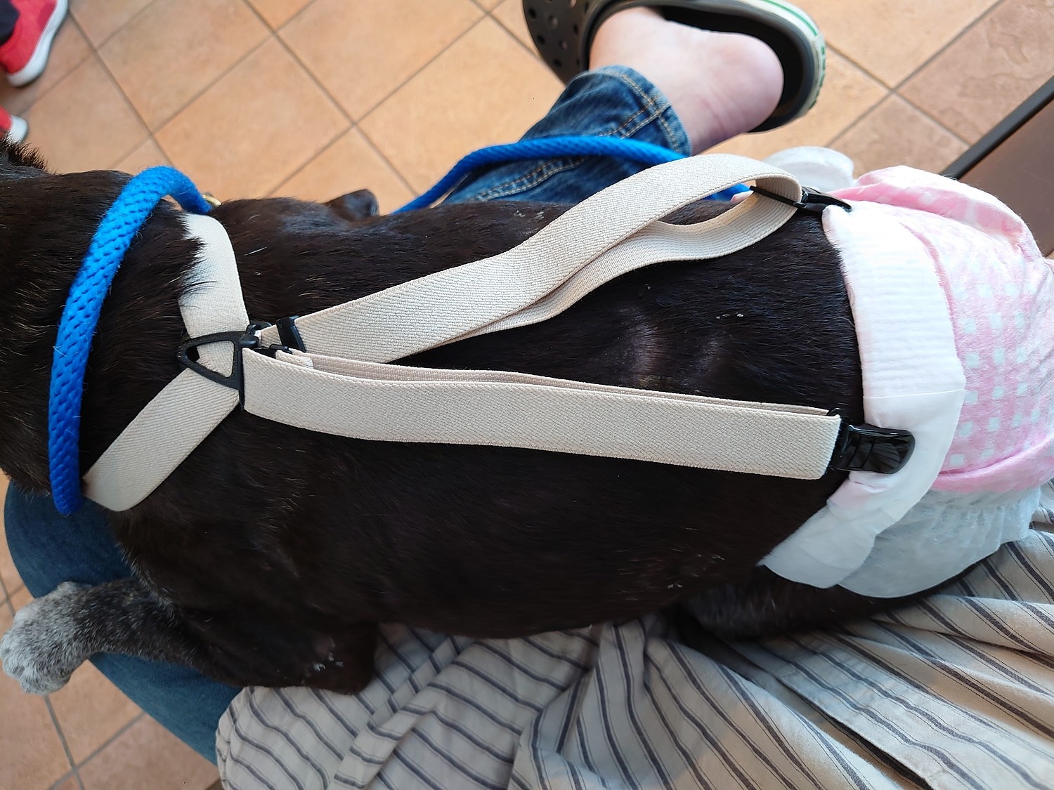 楽天市場 送料無料 犬 サスペンダー ズレヘンダー ドッグ 犬用サスペンダー 介護 おむつ オムツ サニタリー パンツ マナー ドッグウェア サスペンダー 犬の服 ペットウェア マナーパンツ おむつカバー ペット コスプレ 小型犬 大型犬 犬用 猫用 スカート 日本製