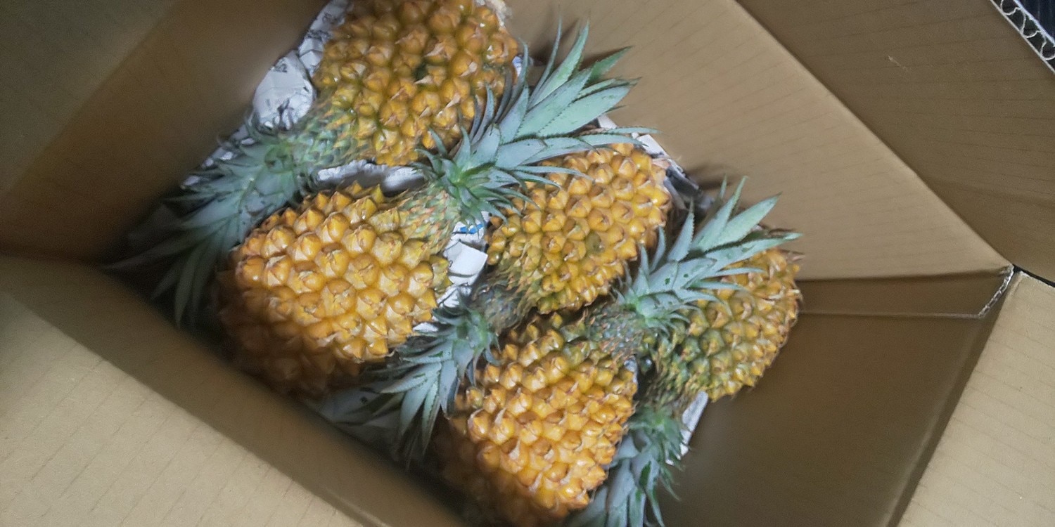 楽天市場 沖縄産スナックパイン パイナップル 約2 5kg送料無料 安心保証付き 自社管理農園から直送だから安心保証付き沖縄産フルーツ パイナップルの通販はお任せ下さい ギフト 母の月 母の日 父の日 パインアップル 沖縄うまいもの屋 長浜商店 みんなのレビュー
