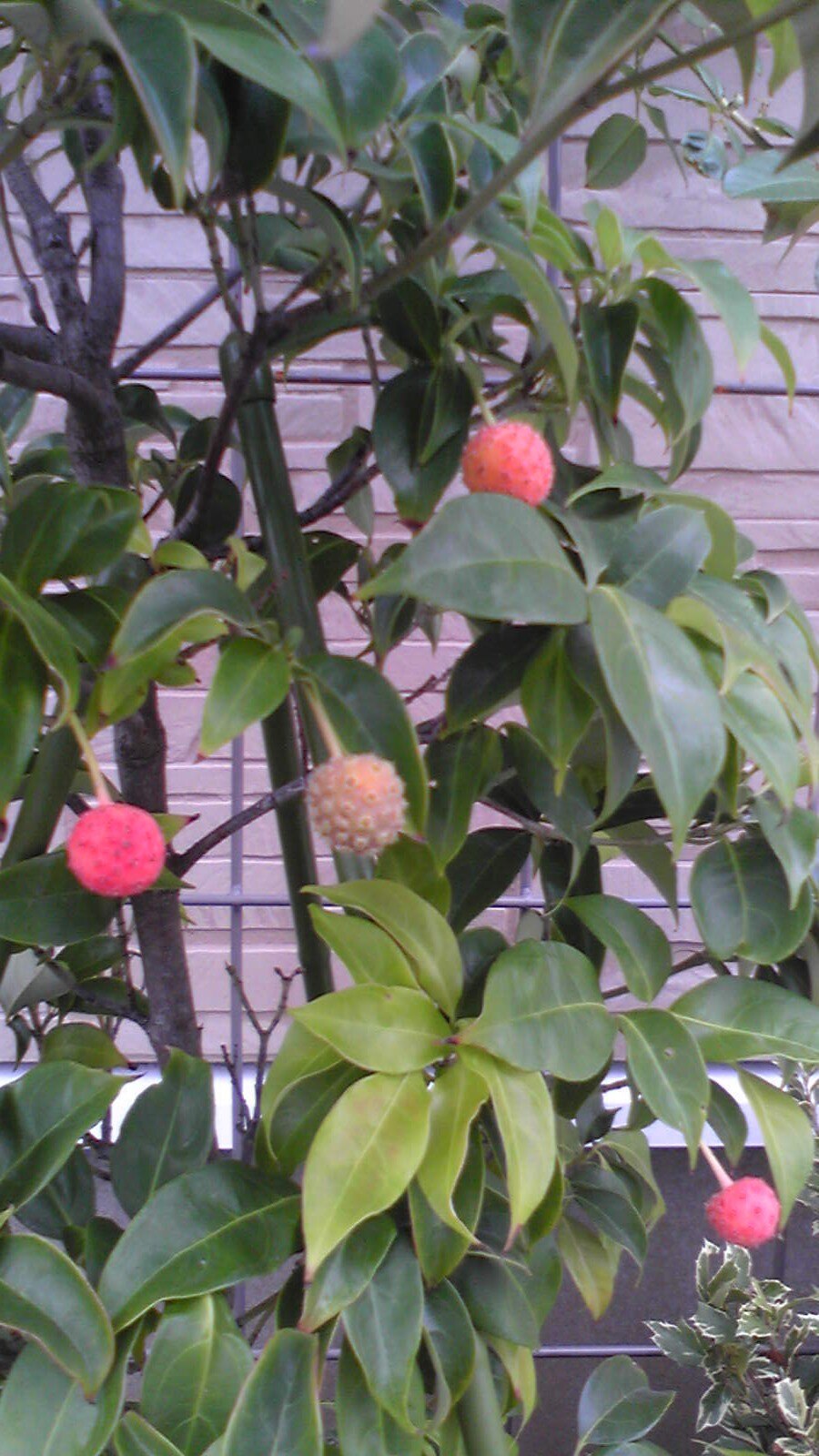 楽天市場 ヤマボウシ 常緑 花が良く咲くヤマボウシ 掘り出しもの ヤマボウシ 常緑ヤマボウシ ホンコンエンシス 秀光 根巻き苗庭木 常緑樹 シンボルツリー 花ひろばオンライン みんなのレビュー 口コミ 楽天市場 ヤマボウシ 常緑 花が良く咲くヤマボウシ 掘り出しもの ヤマボウシ 常緑ヤマボウシ ホンコンエンシス 秀光 根巻き苗庭木 常緑樹 シンボルツリー 花ひろばオンライン みんなのレビュー 口コミ