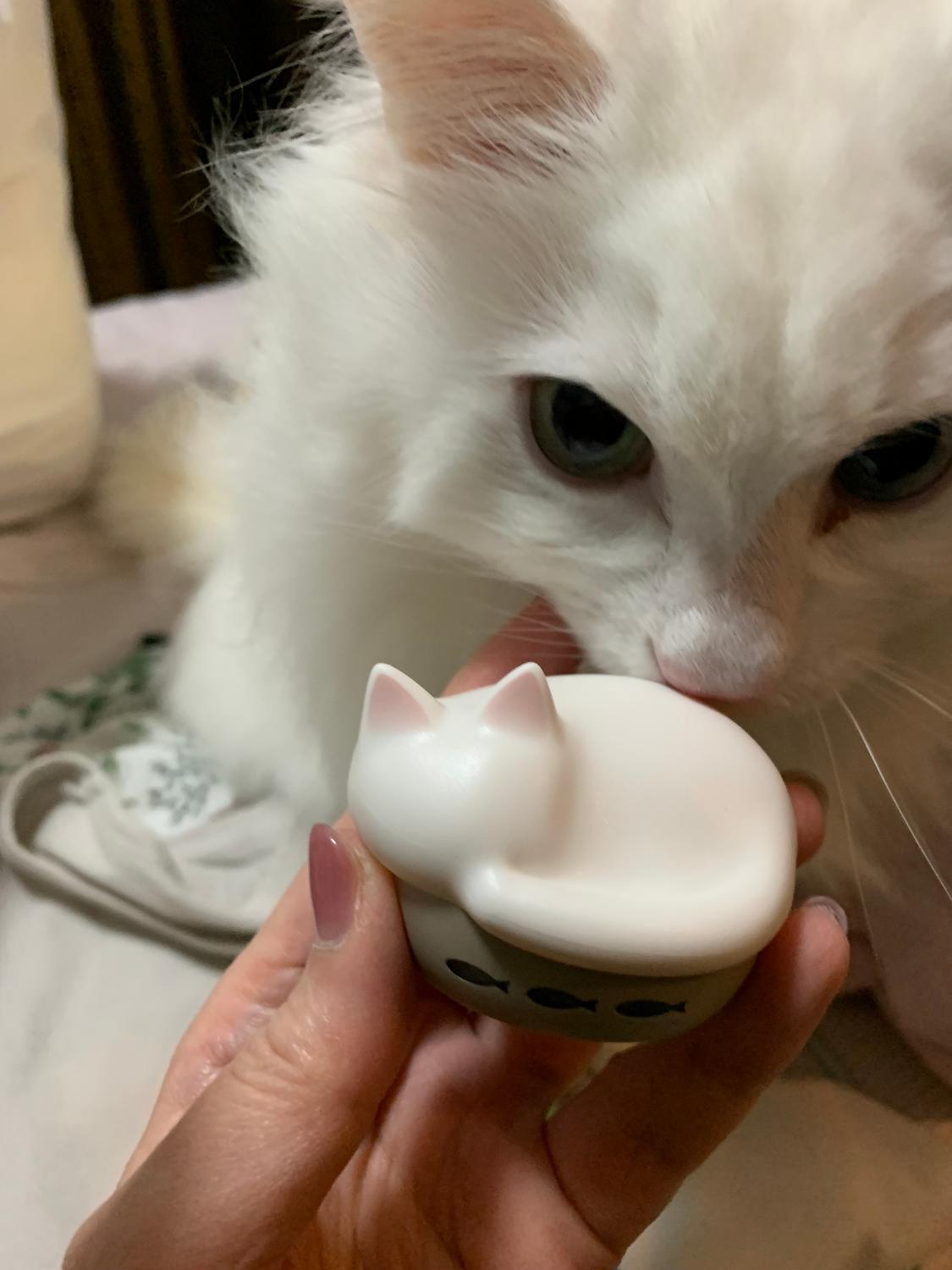 ＼新柄キジシロ・サバトラ登場！／ 猫イヤホン radius HP-C28BT レビュー画像1