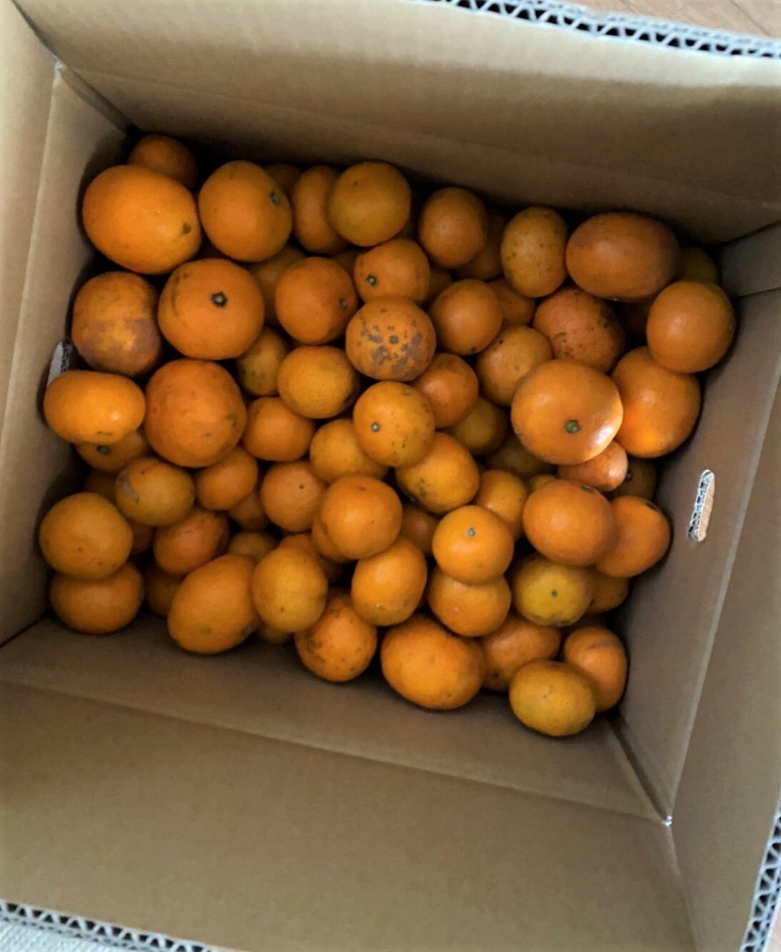 楽天市場 送料無料 みかんの本場 愛媛 県 産地直送品 訳ありジュースのような甘み 楽天最安値に挑戦中 送料無料 みかん 10kg 愛媛県産 産地直送 箱買い 高糖度 10キロ 訳あり 小玉 甘い 大玉 贈り物 かご 小粒 中粒 中玉 10k 甘い 秀品 箱 訳アリ おまけあり わけ