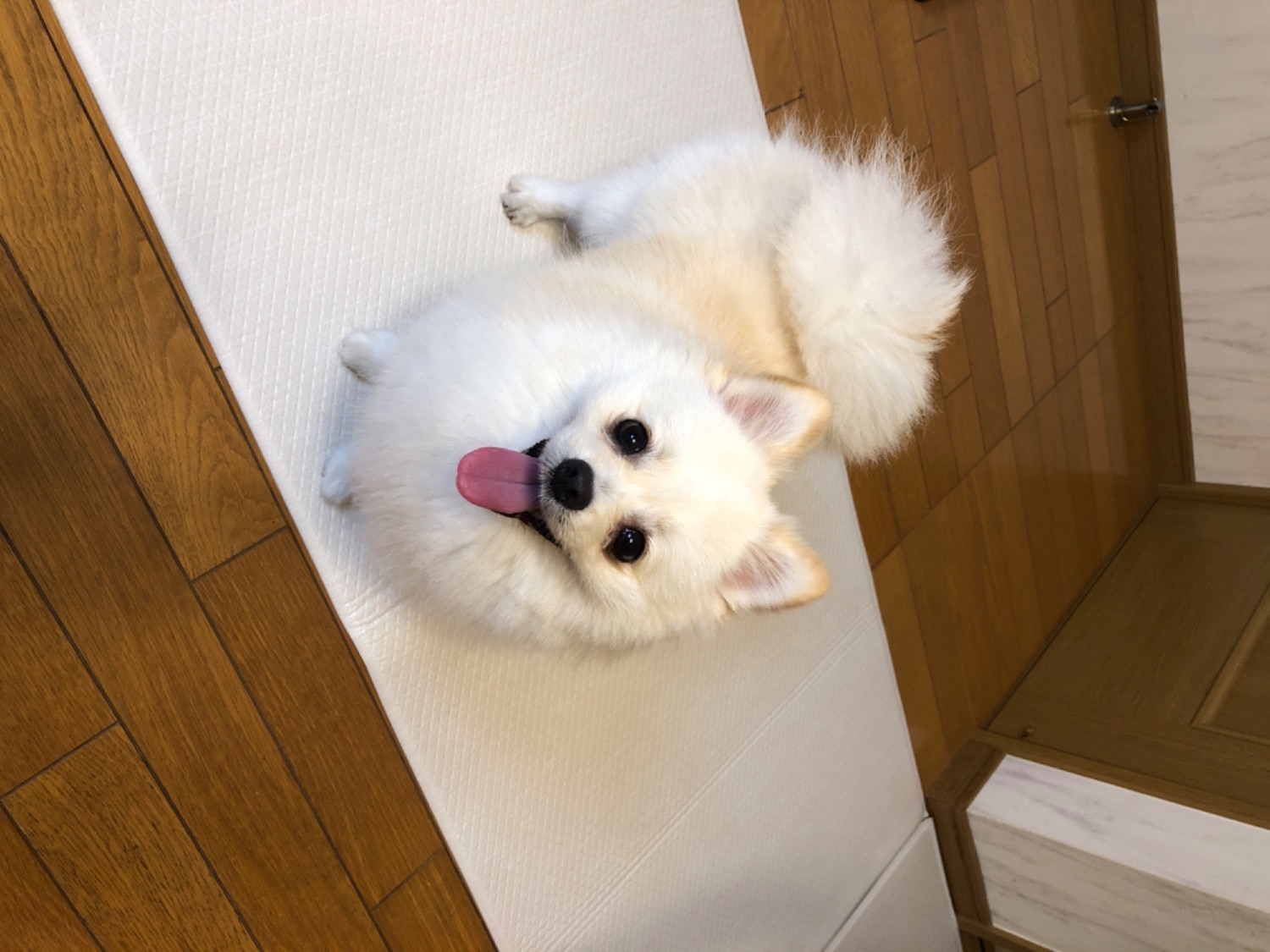足腰を守る dfang ペット用マット 140×180cm dfangマット ペット用マット 犬用マット レビュー画像15