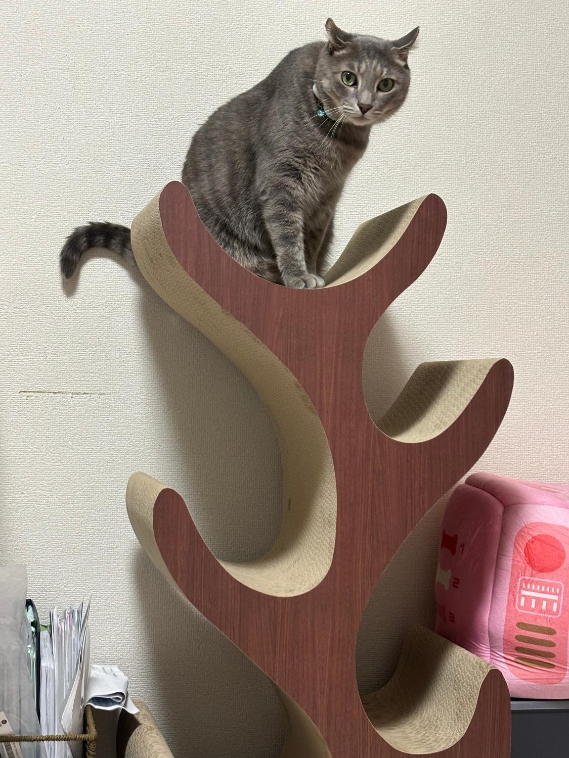楽天市場】猫壱公式限定 キャットツリー レギュラー キャットタワー