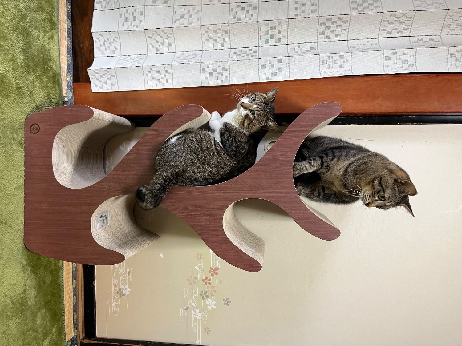 楽天市場】猫壱公式限定 キャットツリー レギュラー キャット