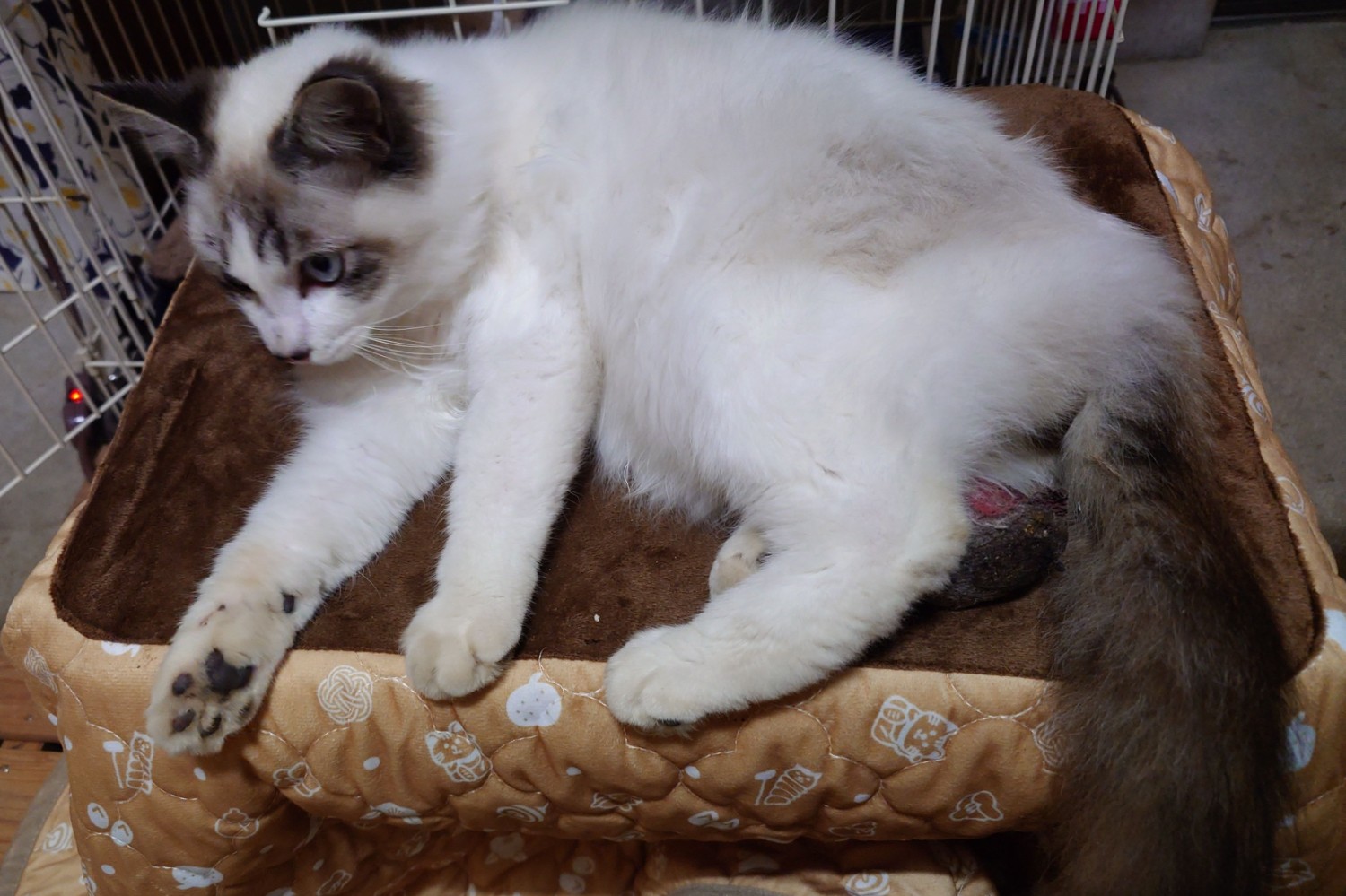 楽天市場】【即納在庫品】 猫用こたつ 猫 ハウス 省エネ 遠赤外線