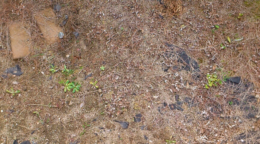 何でも揃う フマキラー カダン 除草王 ザッソージエース 大容量 5L ※ポイント最大12倍対象 fucoa.cl