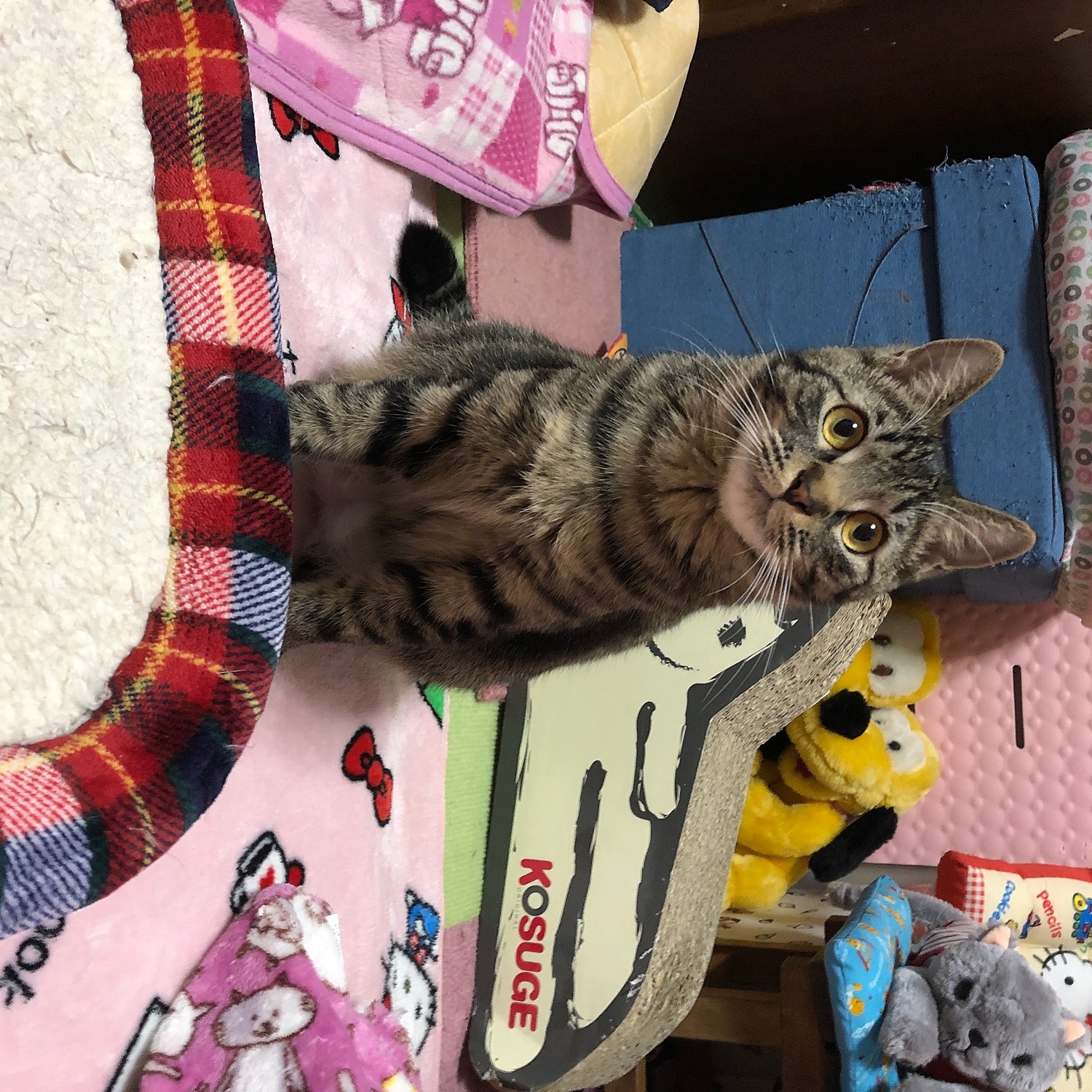 楽天市場】爪切り補助具 もふもふマスク 猫 マスク(猫用品の通販 