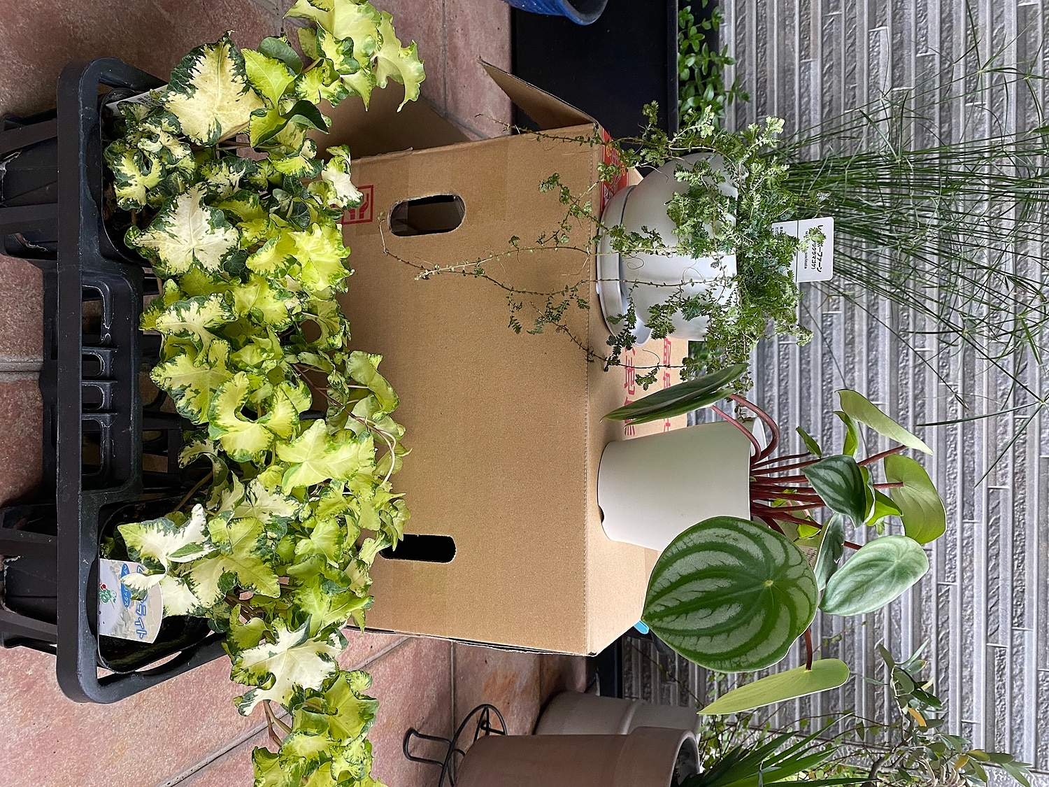 楽天市場】観葉植物 ヘデラ ヘリックス ムーンライト10.5cmポット