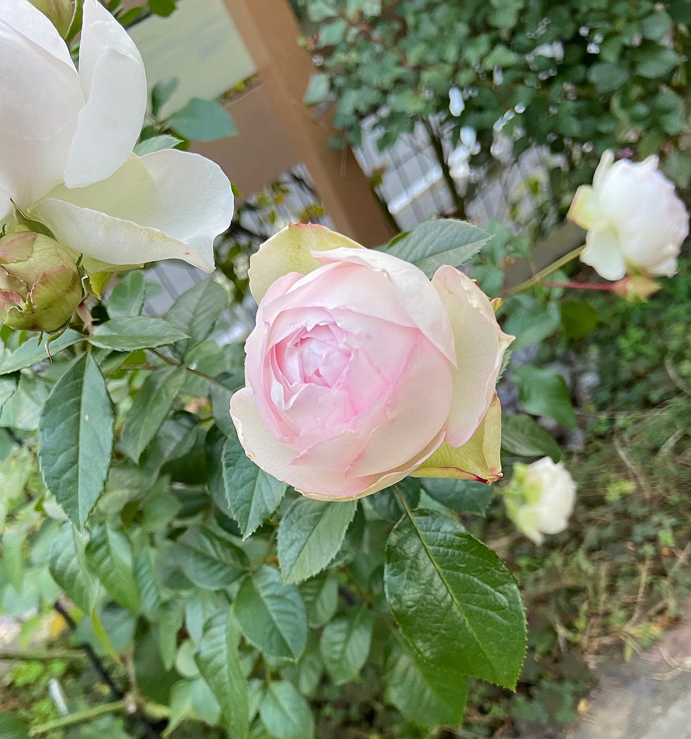バラ苗 ロクサーヌ (Sh淡桃) 国産苗 6号鉢植え品［農林水産省 品種登録出願中］《J-RP》 期間限定