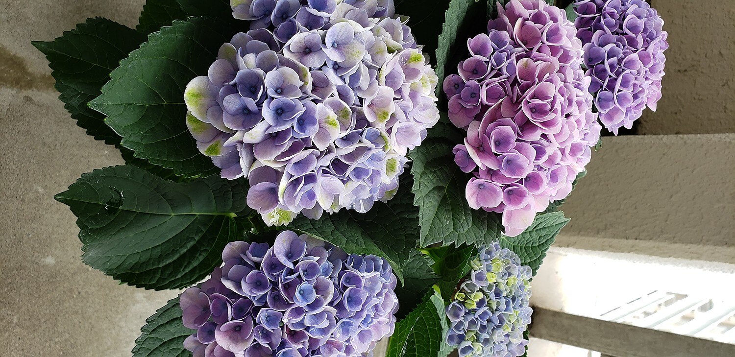 楽天市場 母の日ギフト 母の日 プレゼント 花 ギフト 花束 鉢植え アジサイ アレンジ アレンジメント バラ ユリ カーネーション 楽天総合1位 関東送料無料 メッセージカード付き イベントギフトa 22 Bunbun Bee 50代以上 みんなのレビュー 口コミ