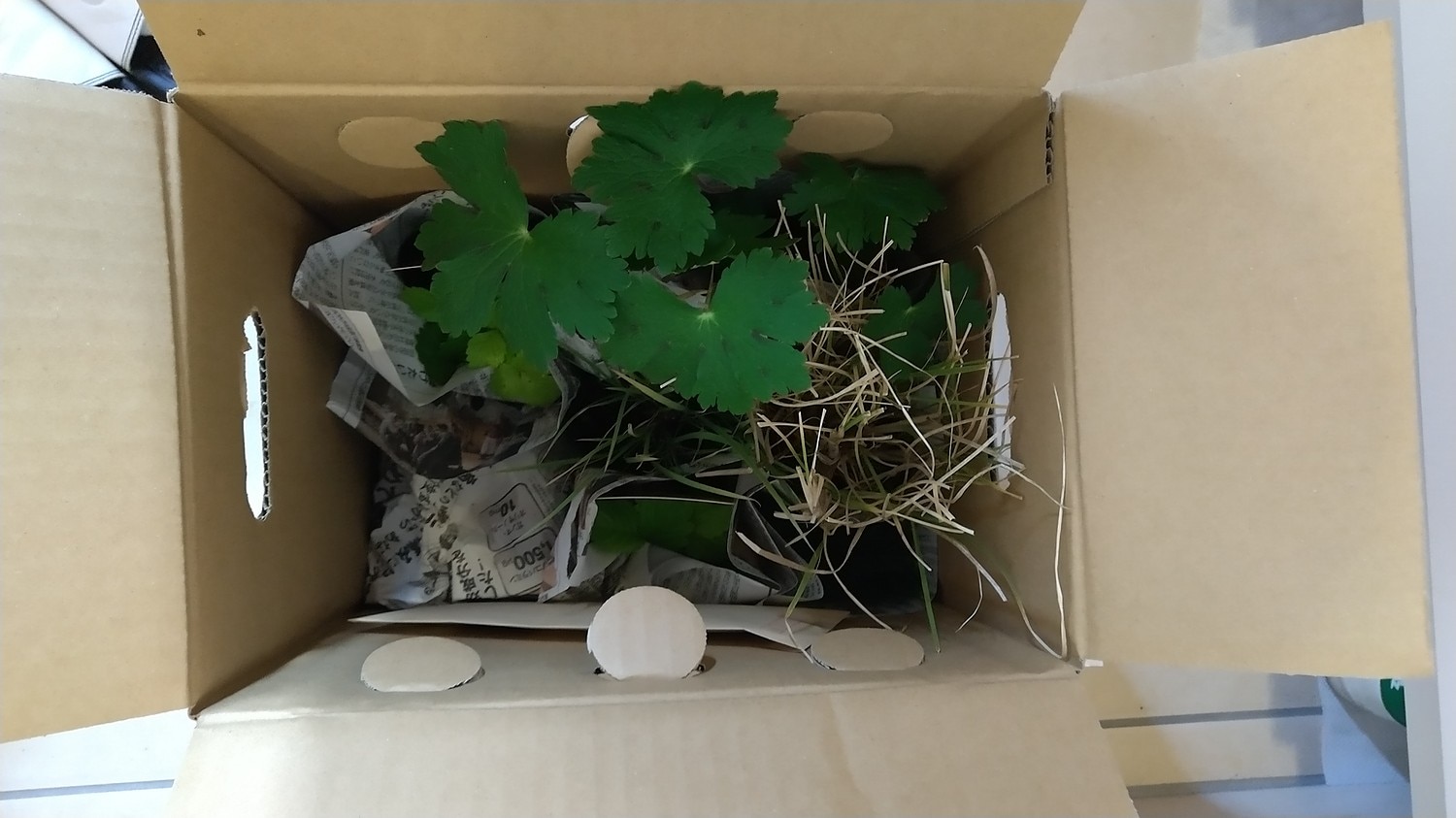 楽天市場 グラス ペニセタム ビロサム 銀狐 ギンギツネ おぎはら植物園 未購入を含む みんなのレビュー 口コミ