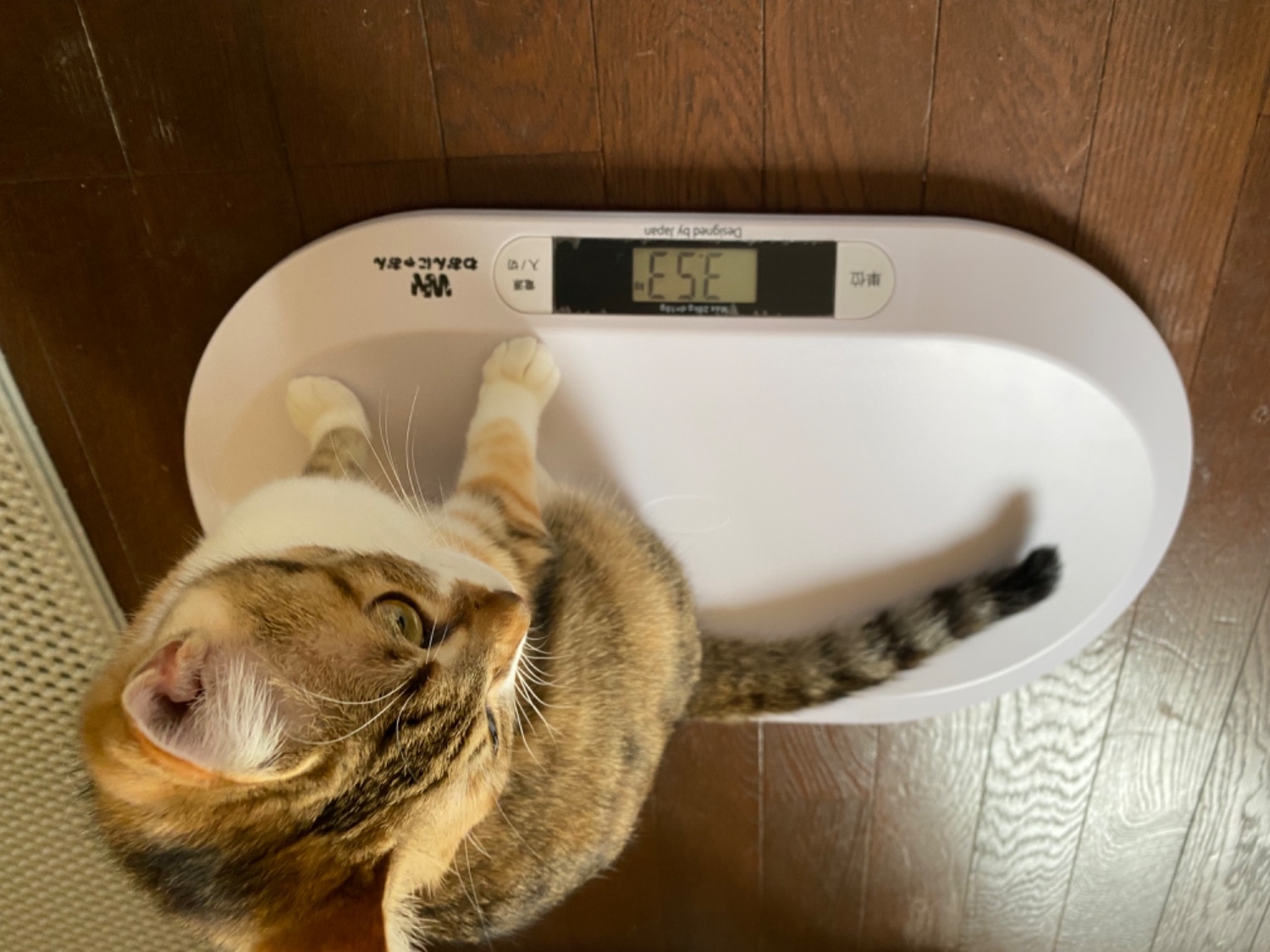 ＼雑誌掲載商品／ ペット体重計 わおんにゃおん 猫体重管理 レビュー画像10