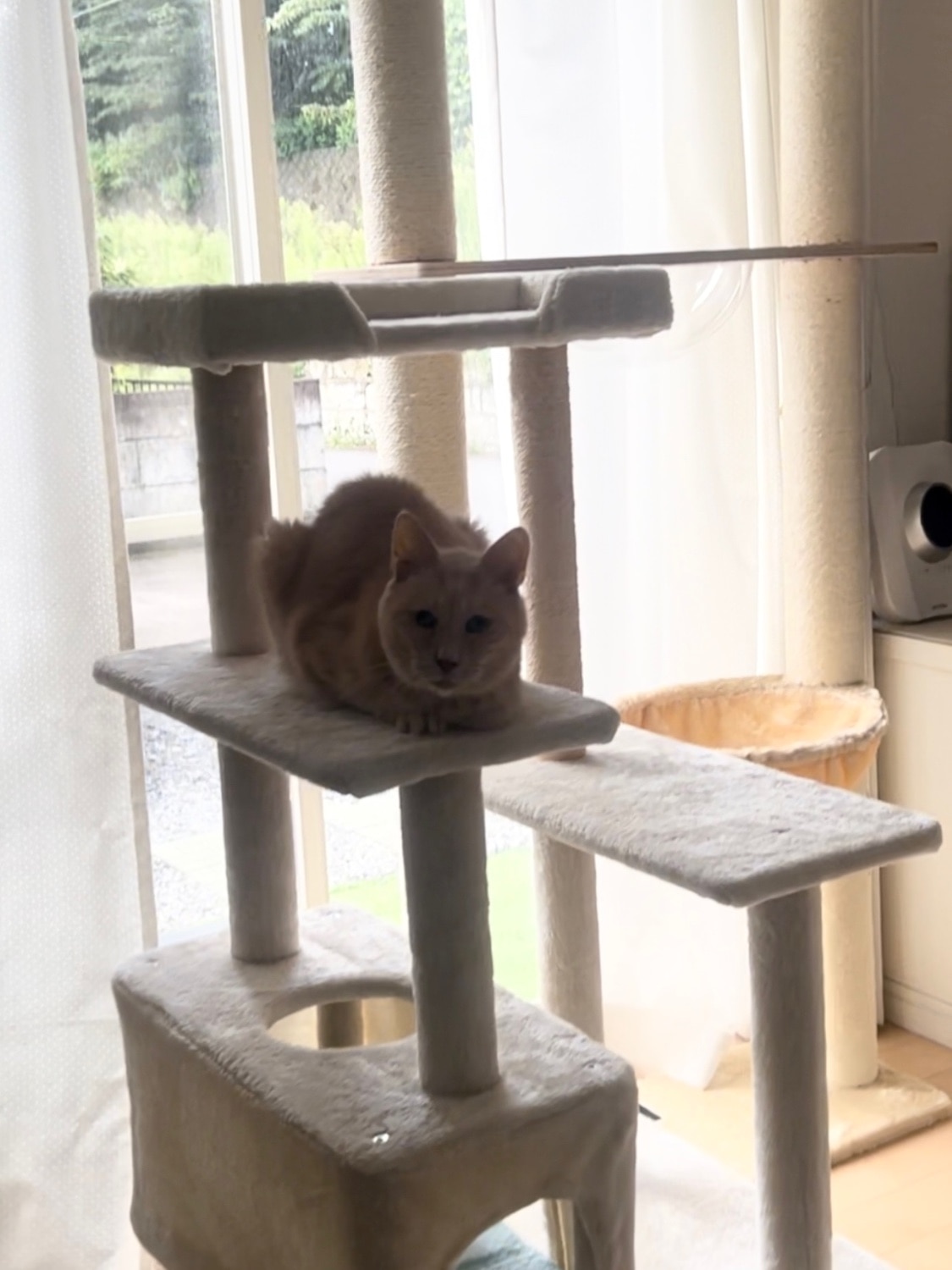 キャットツリー 猫タワー 突っ張りキャットタワー レビュー画像11