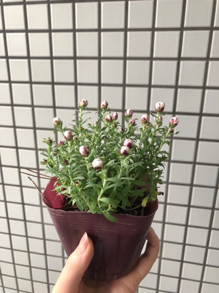 楽天市場 ハナカンザシ花かんざし 新鮮花壇苗 花かんざし ハナカンザシ 10 5cmポット ペットエコ ザガーデン楽天市場店 みんなのレビュー 口コミ
