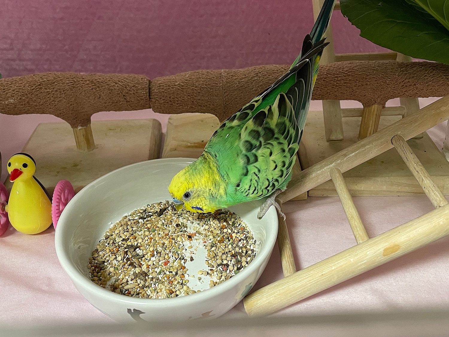 クオリス セキセイインコ 餌 老鳥用シニア - 鳥のエサ