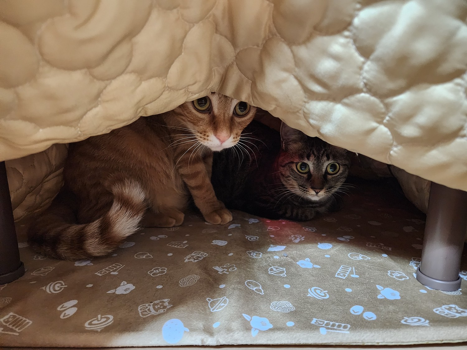 楽天市場】マルカン 猫用こたつ 遠赤外線にゃんこの和みこたつ 楽天市場】マルカン 猫用こたつ 遠赤外線にゃんこの和みこたつ