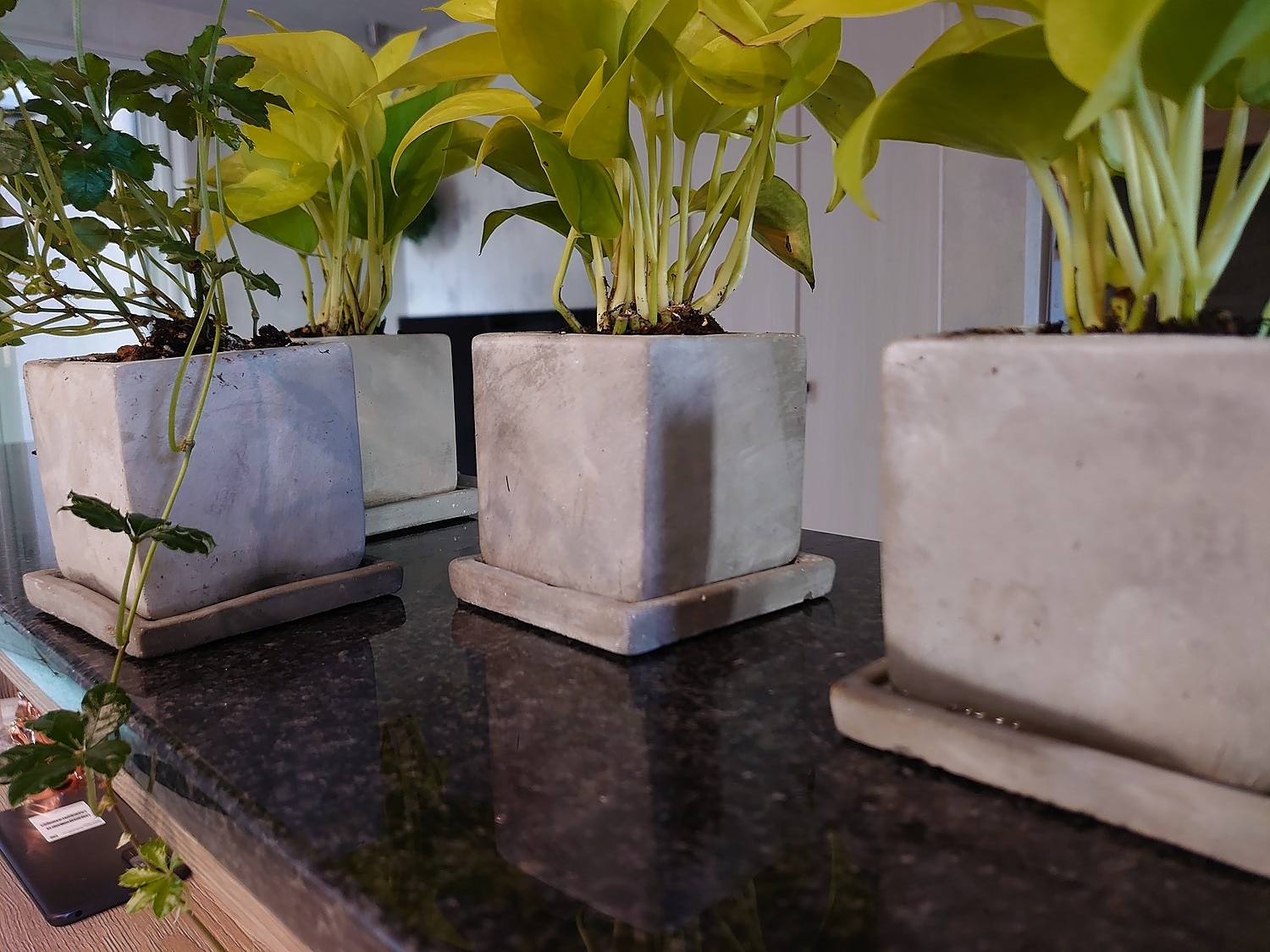 楽天市場 植木鉢 おしゃれ セメント コンクリキューブ Ss ランキング 1位 8cm 3号 穴あり 受け皿付 グレー 白 コンクリート プランター 四角 スクエア 正方形 立方体 鉢 ガーデニング 室内 植え替え 鉢植え 園芸 観葉植物 多肉植物 塊根植物 サボテン ボタニカル 人工