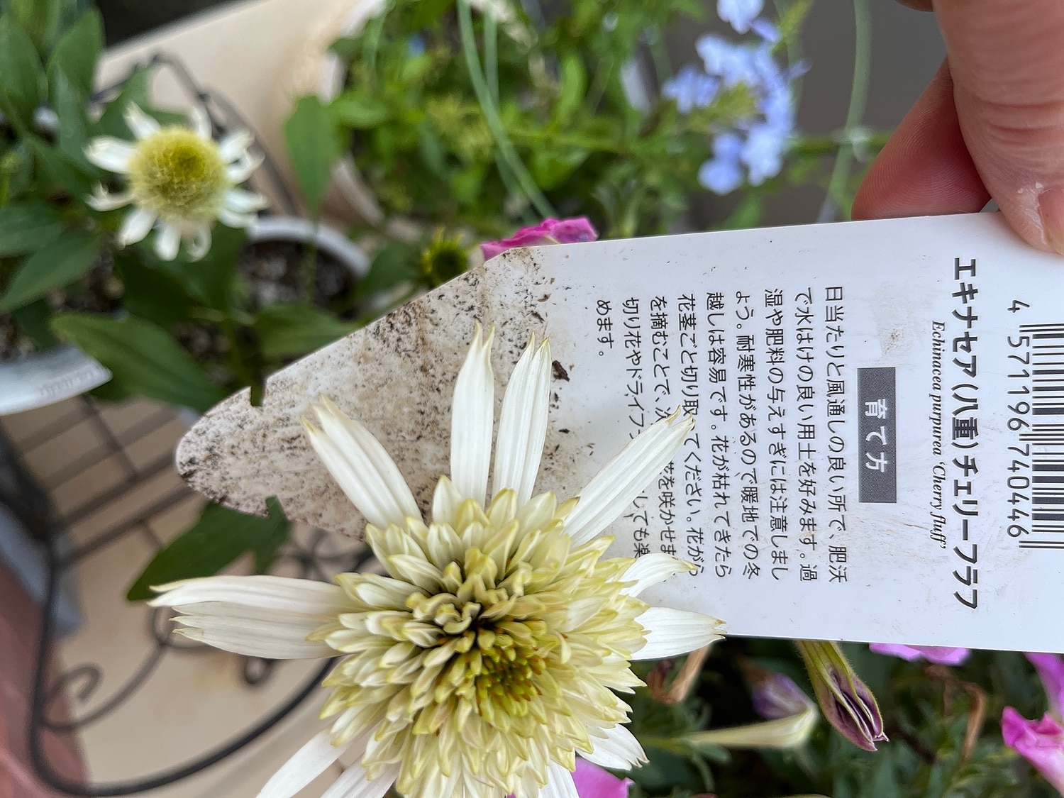 楽天市場】エキナセア 'チェリー フラフ'(おぎはら植物園) | みんなの