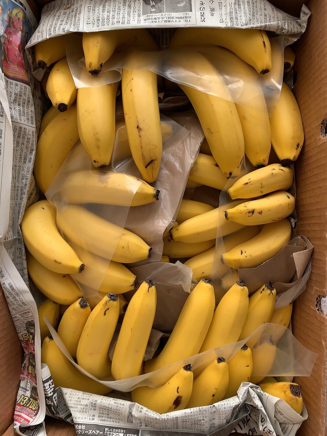 南国フルーツ フィリピン産バナナ13kg 人気ブランドの
